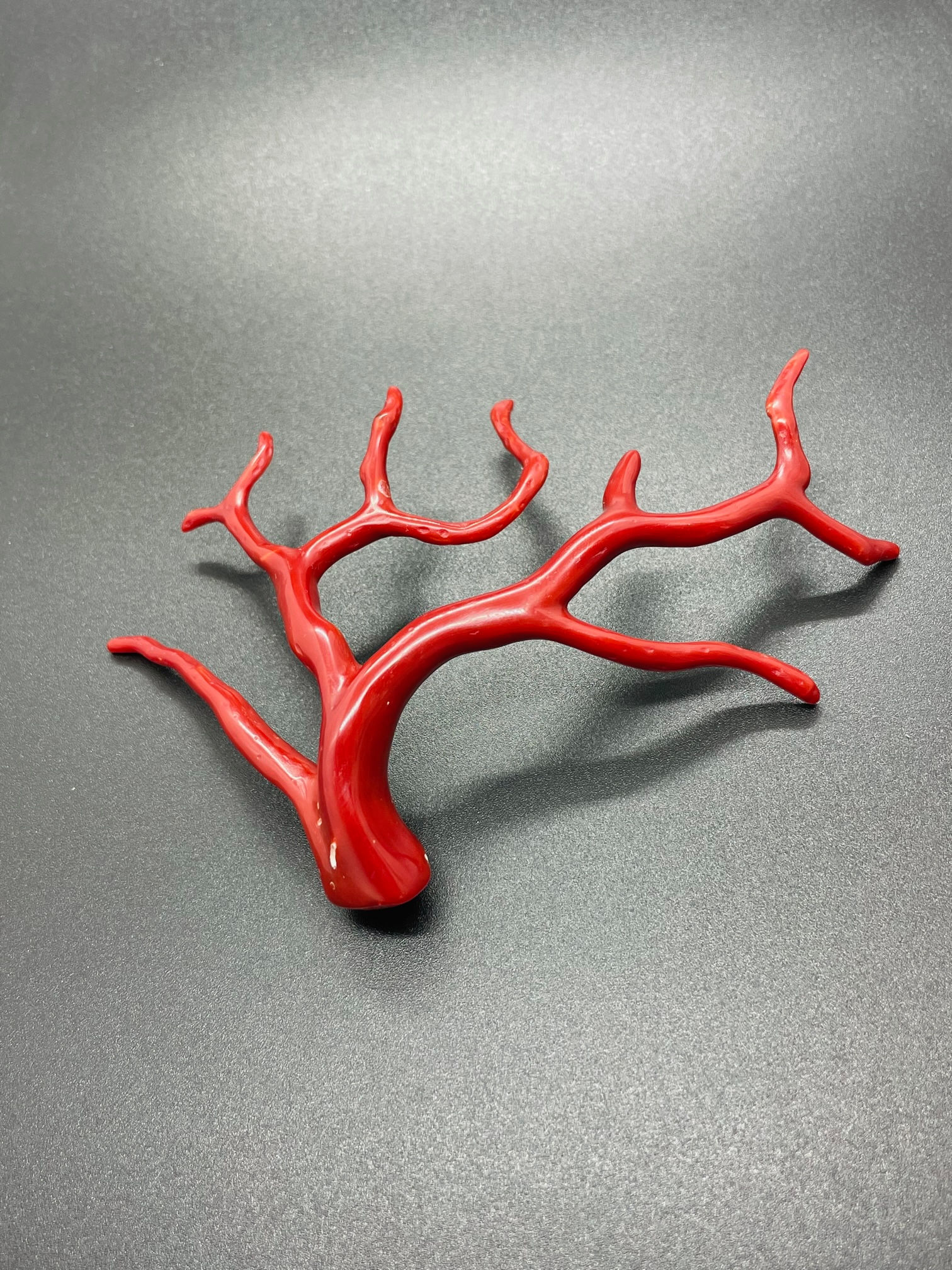 Branche de Corail poli