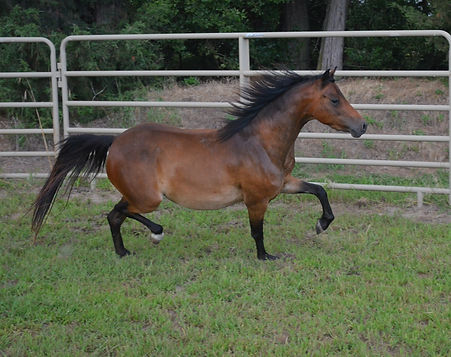 July 29 2020 trot.jpg