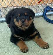Pick of the Litter Mar 30 2024_edited.jp