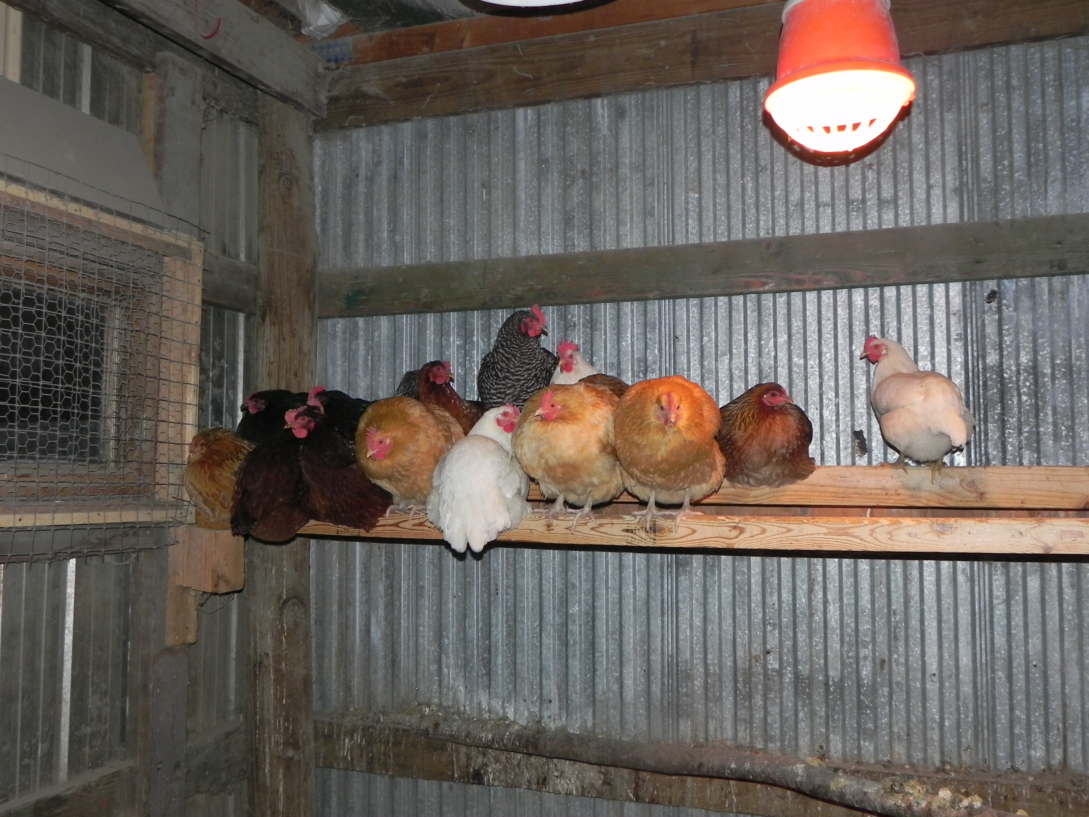 Keeping A Chicken Coop Happy During The Winter Hay Delivery