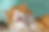 An orange cat grooming itself
