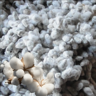 Cotton-Seeds.png