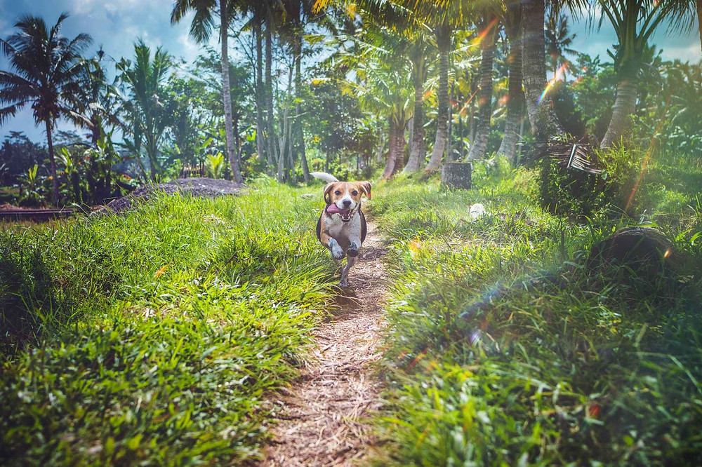 beagle running between grasses