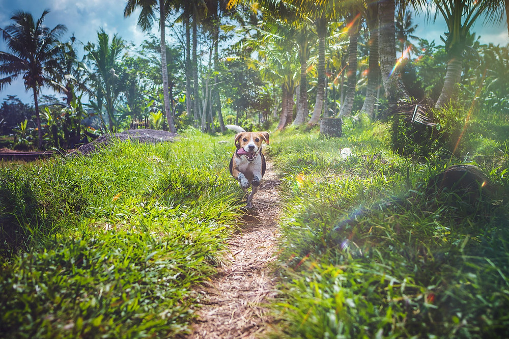 beagle running between grasses