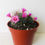 Thumbnail: Old Lady Cactus 4"
