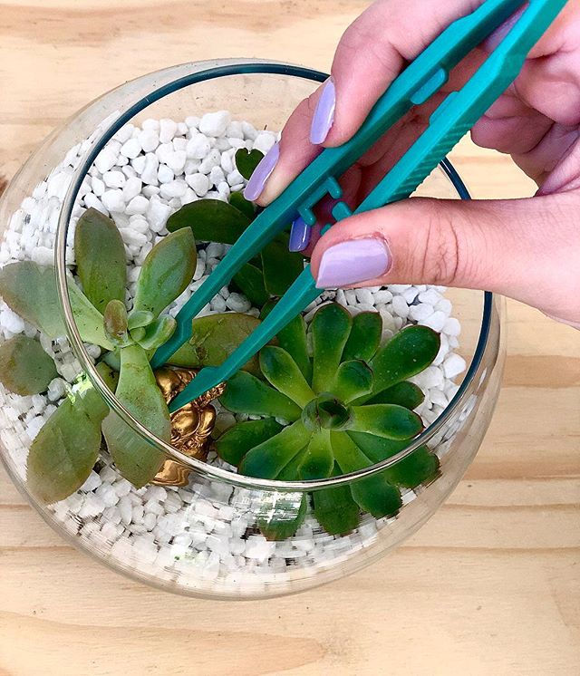 DIY Succulent Terrarium Workshop 12pm