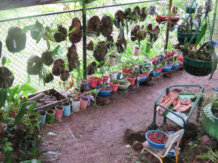 TURISMO DE ATURALEZA (ORQUIDEARIO EL CANEY RESTREPO META)