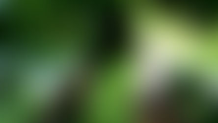 TURISMO DE NATURALEZA (PARQUE AMACAYACU AMAZONAS)