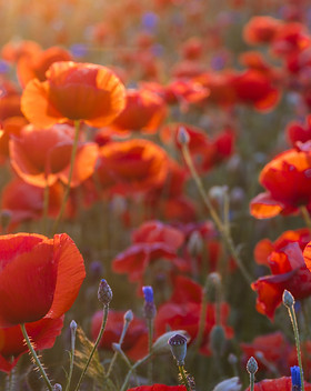 AdobeStock_159803018.jpeg