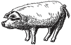 Illustrated Pig