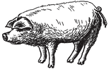 Illustrated Pig