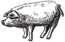 Illustrated Pig
