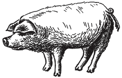 Illustrated Pig