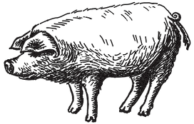 Illustrated Pig