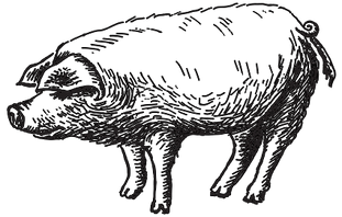 Illustrated Pig