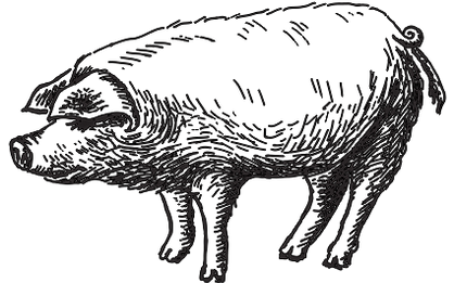 Illustrated Pig