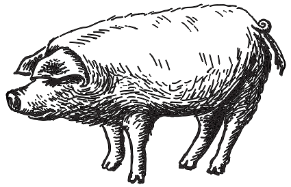 Illustrated Pig