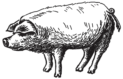 Pigs vs. Hogs