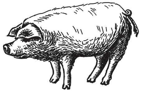 Illustrated Pig