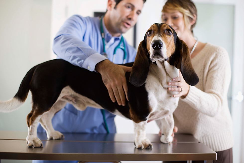 Veterinarian Examining Dog