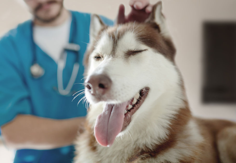 Vet Examining Husky