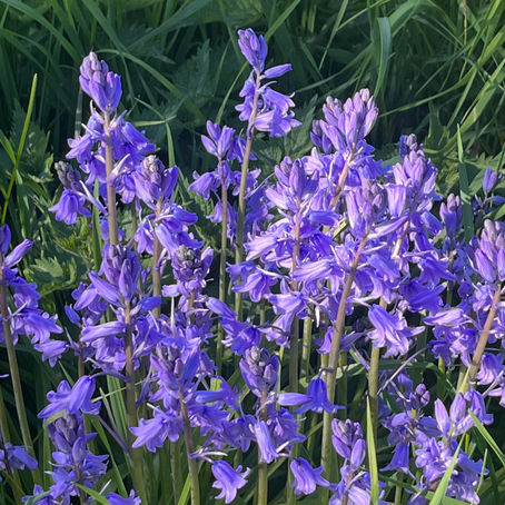 Cirkus Panik familielejr på Femø – oplevelser, fællesskab og overnatning på Højriisgaard