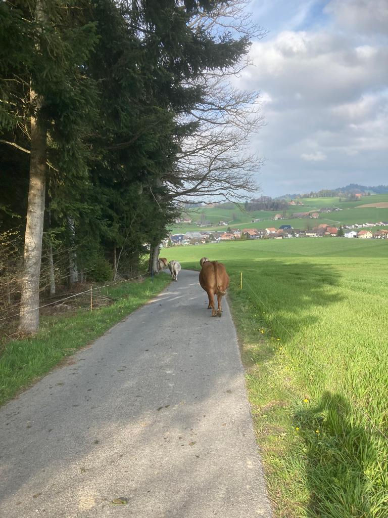 Mischpaket Rindfleisch