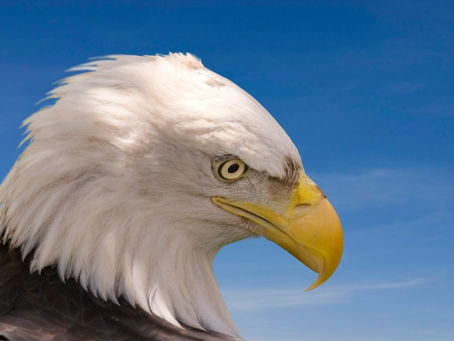 Get In Shape: Fly Like An Eagle