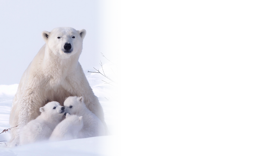 polar bear family of three