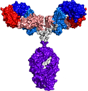 FAK Antibody.tif