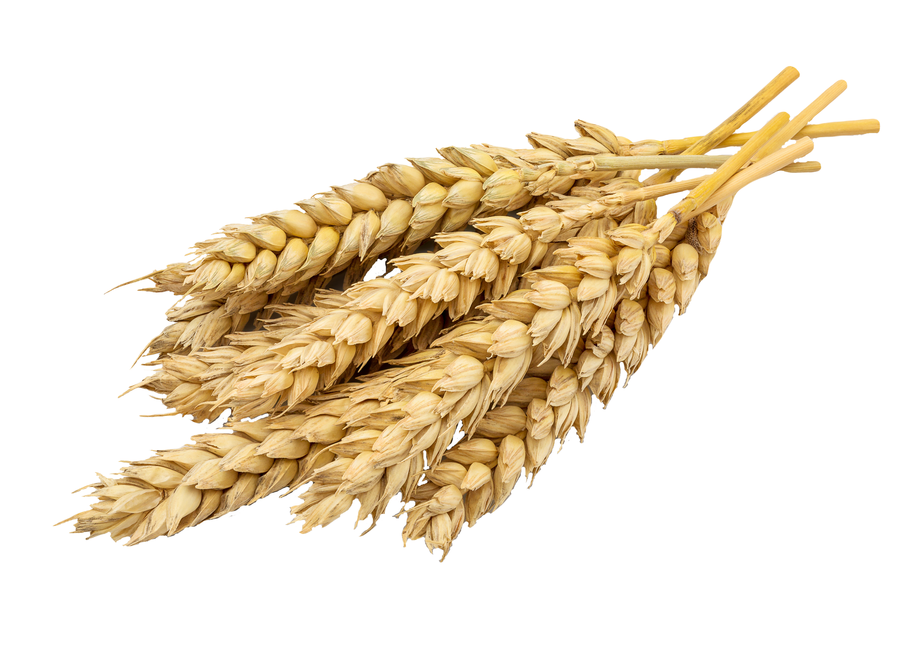 Wheat