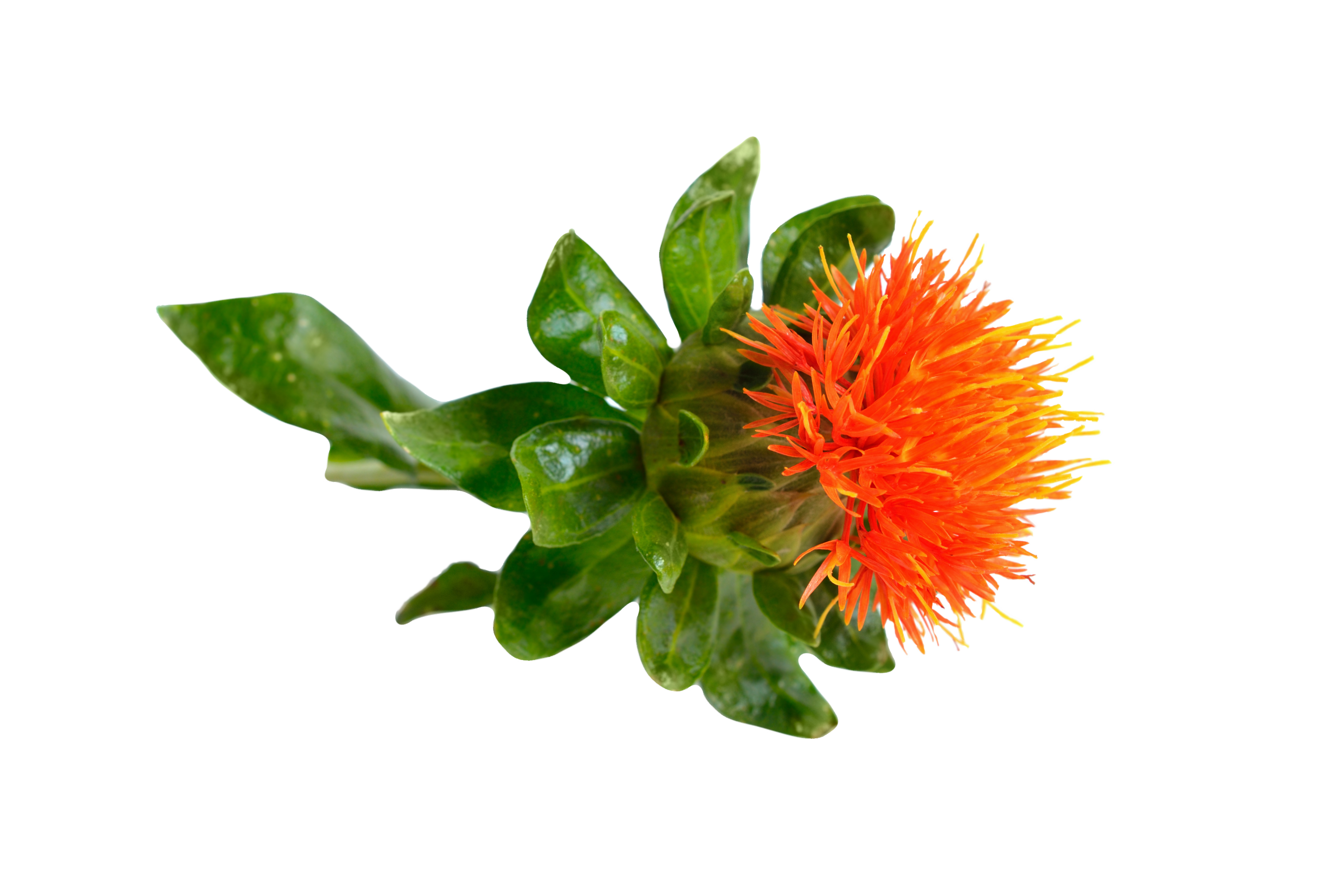 Safflower