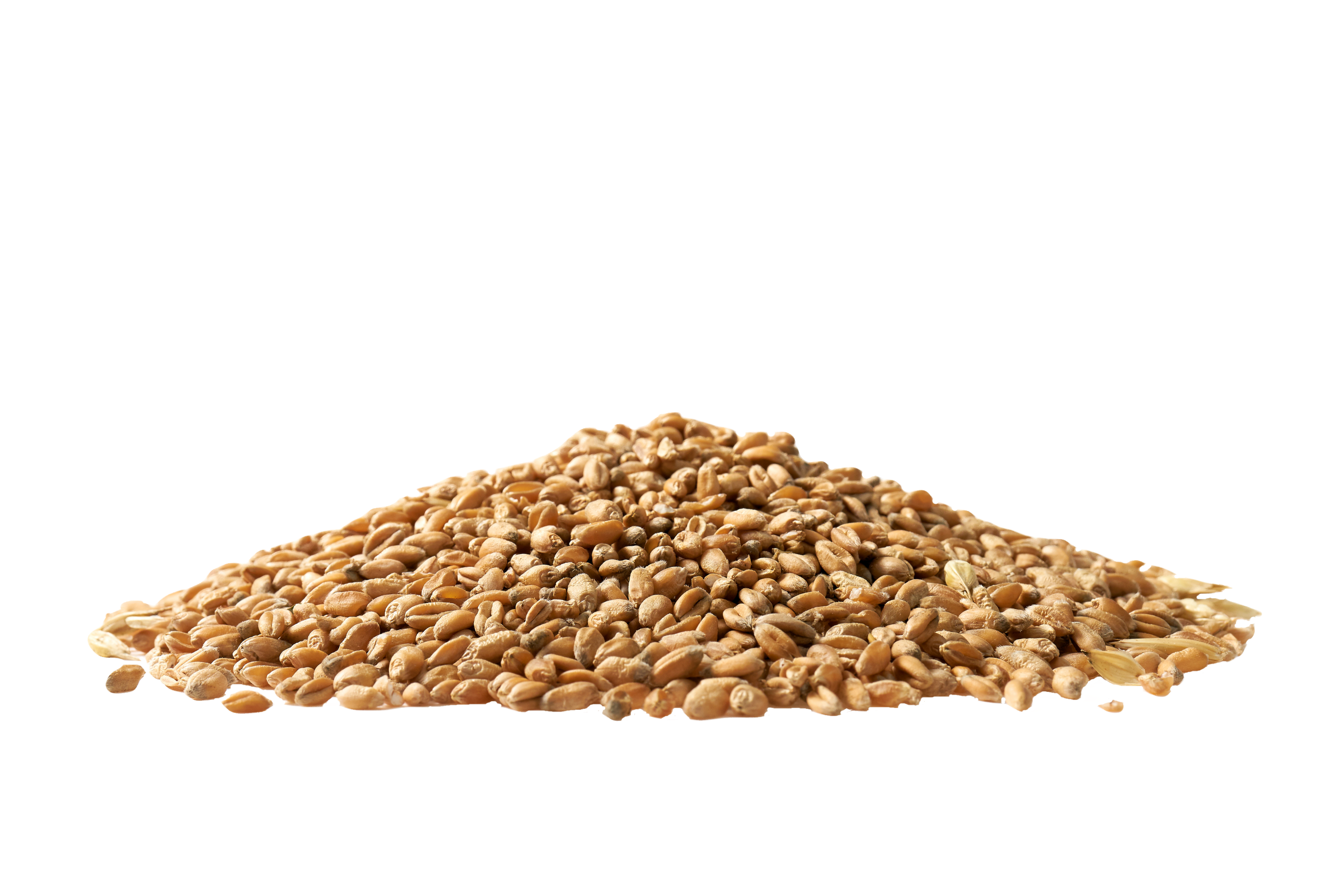 Triticale