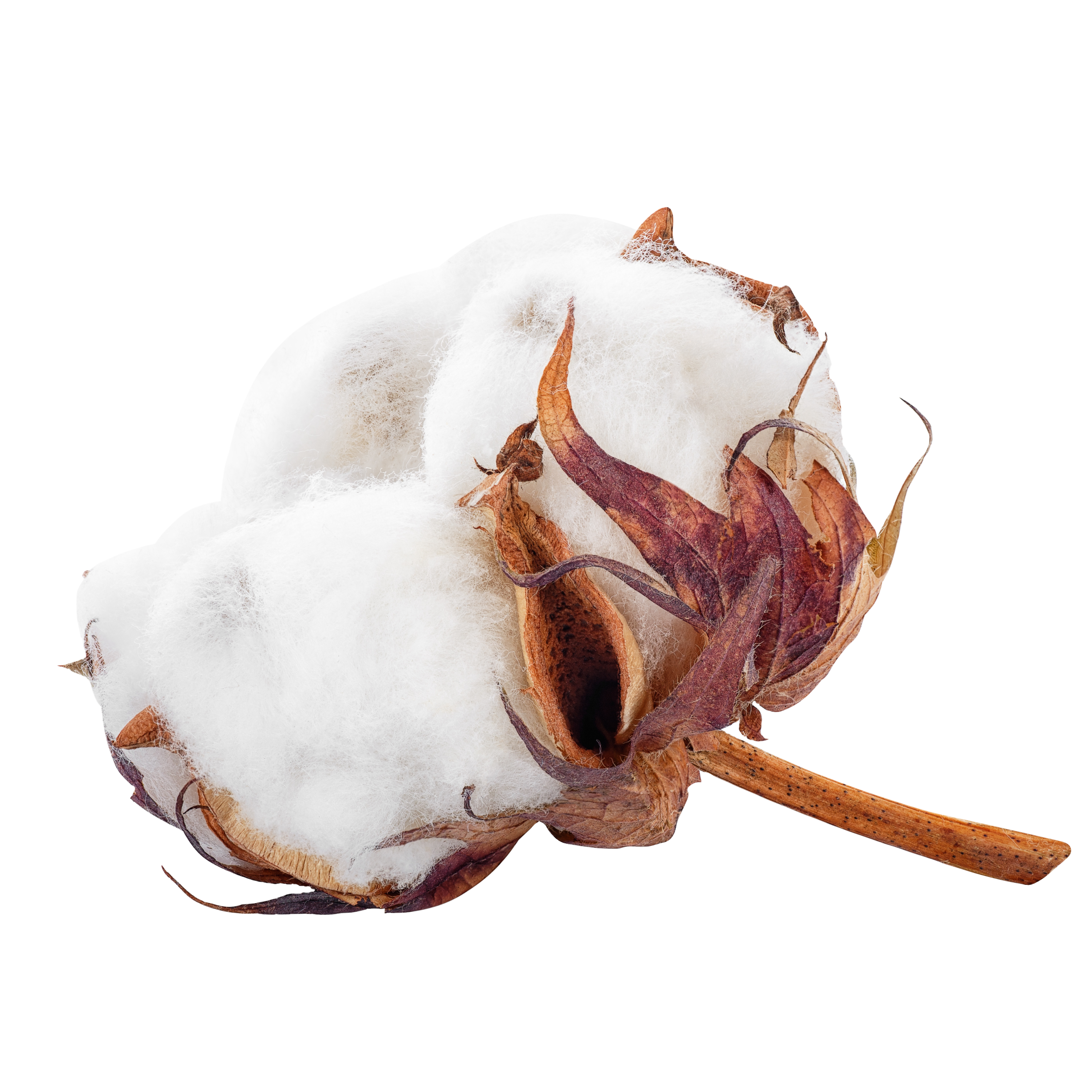Cotton