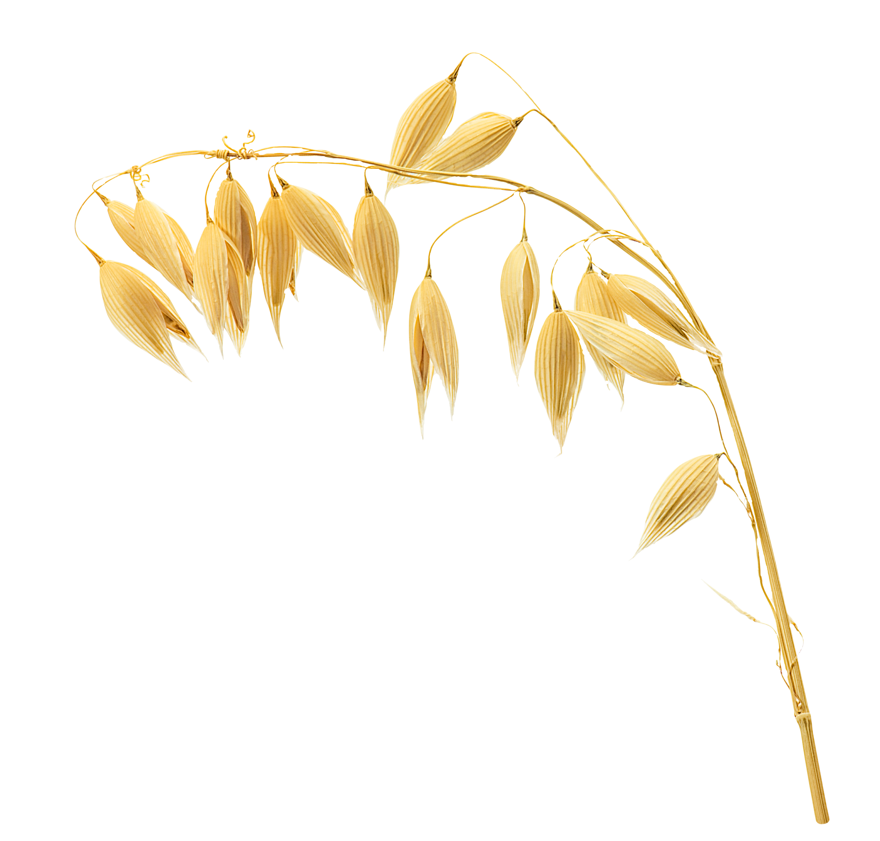 Oats
