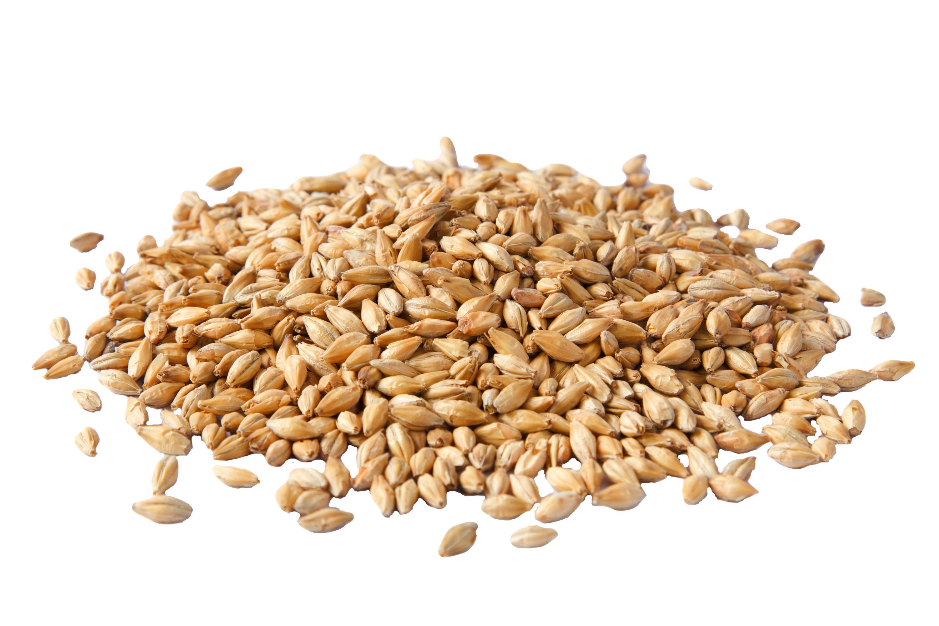 Barley