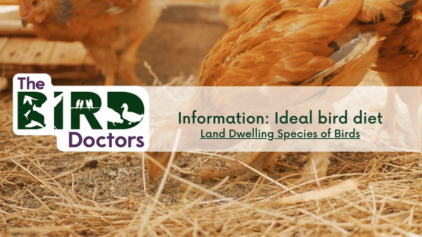 BlogBannerTBD Ideal Land Dwelling Bird Diet