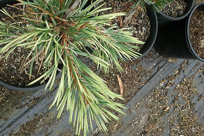 PINUS sylvestris INVERLEITH.jpg