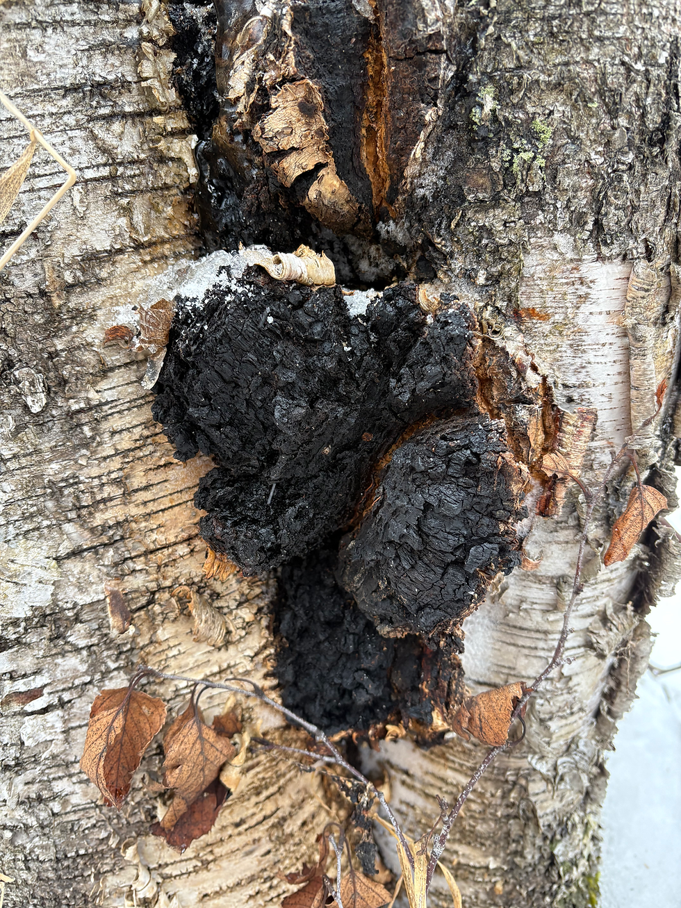 Thumbnail: Dried Chaga Chunks (Inonotus obliquus)