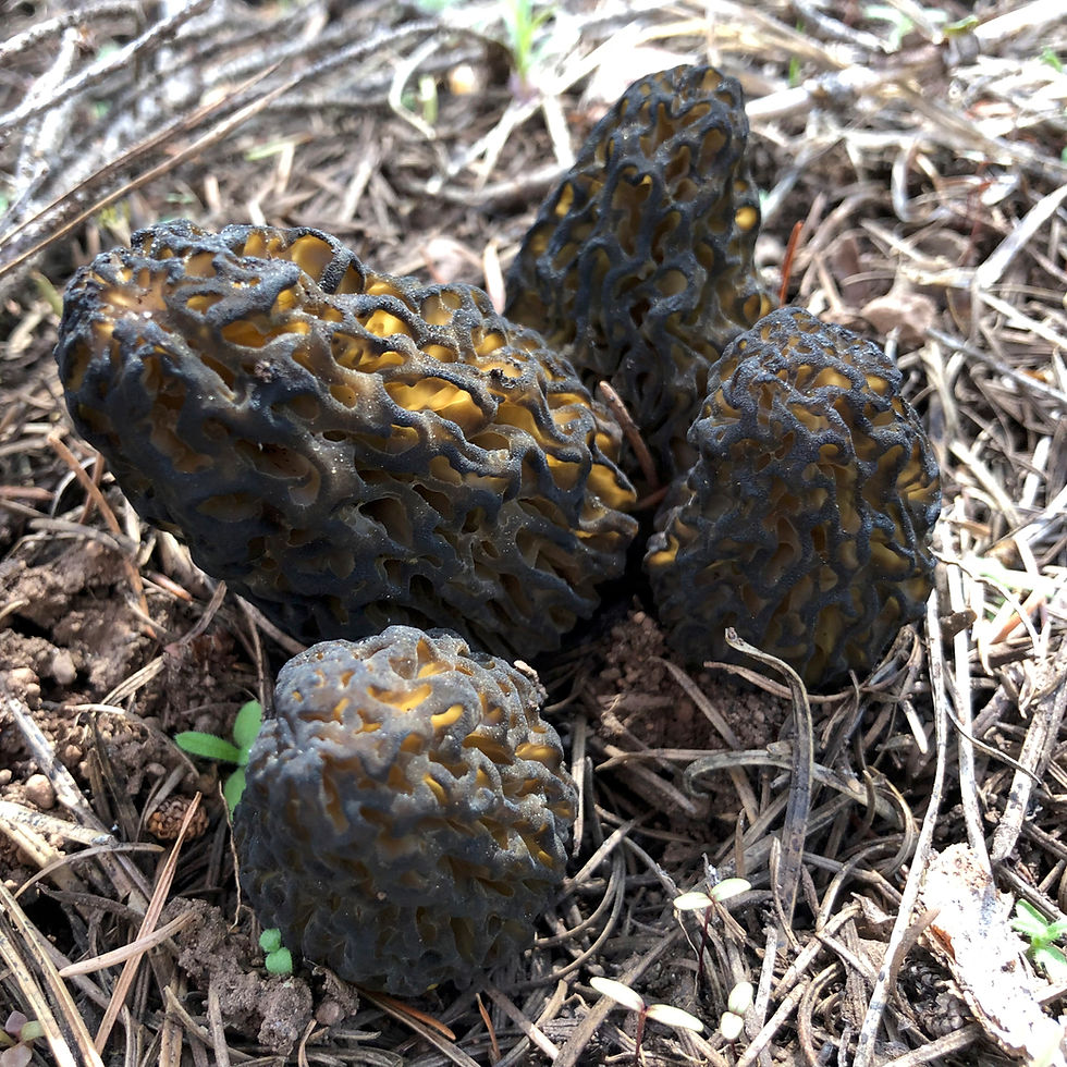 Thumbnail: Dried Morels