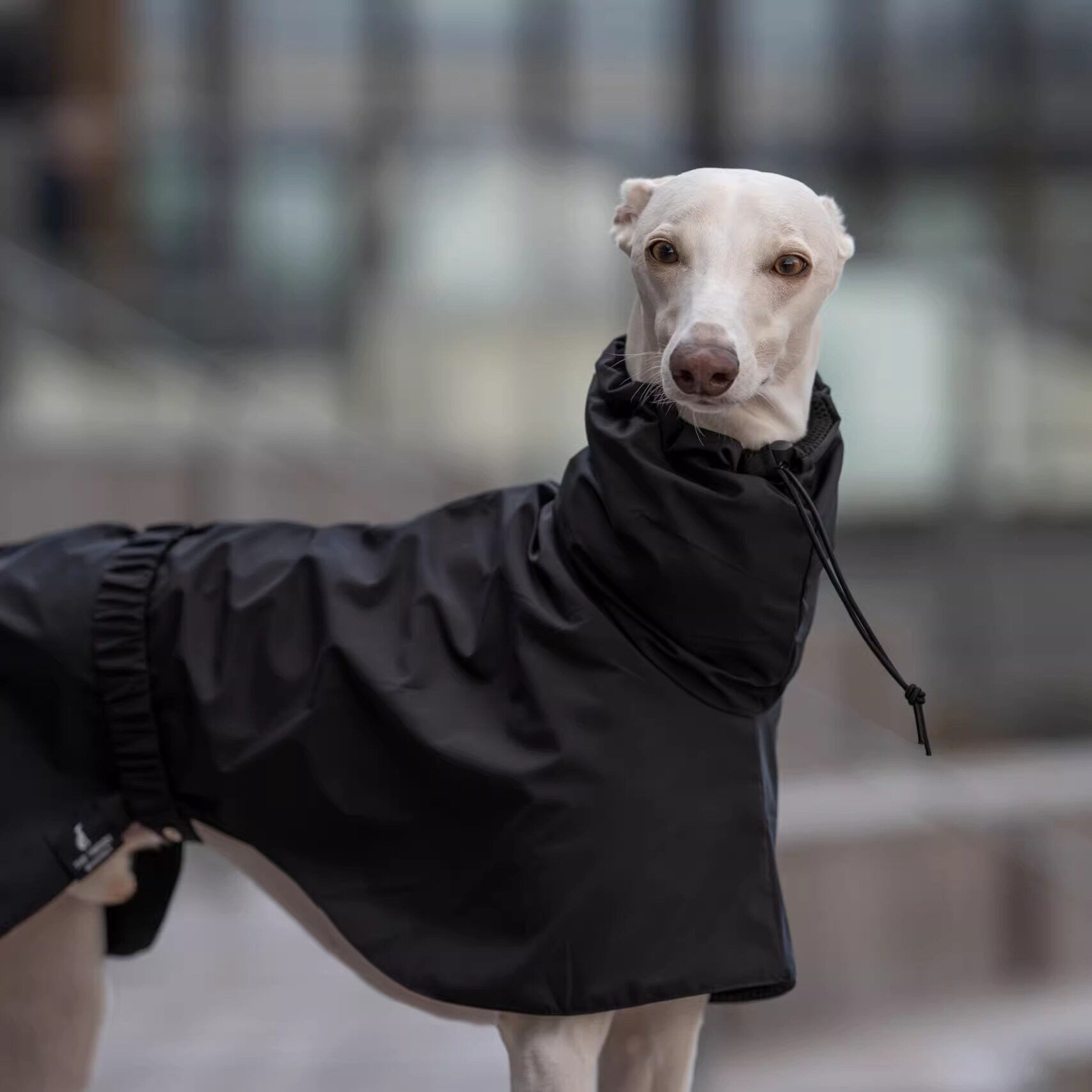Adjustable Dog Raincoat Waterproof Jacket | Spring Cloak Lightweight with Drawst