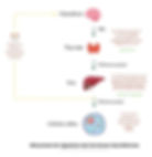 TSH T3 T4 interprétation – schéma de régulation des hormones thyroïdiennes montrant l’axe hypothalamo-hypophyso-thyroïdien et le rétrocontrôle.