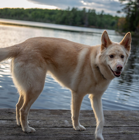 Pet photo on a dock.