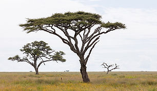 Compare wildlife, time, costs, crowds and access before choosing between two Tanzania icons.