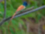 A burst of cinnamon and blue Bedford’s Paradise Flycatcher balances beauty and stealth in the Ituri Forest.