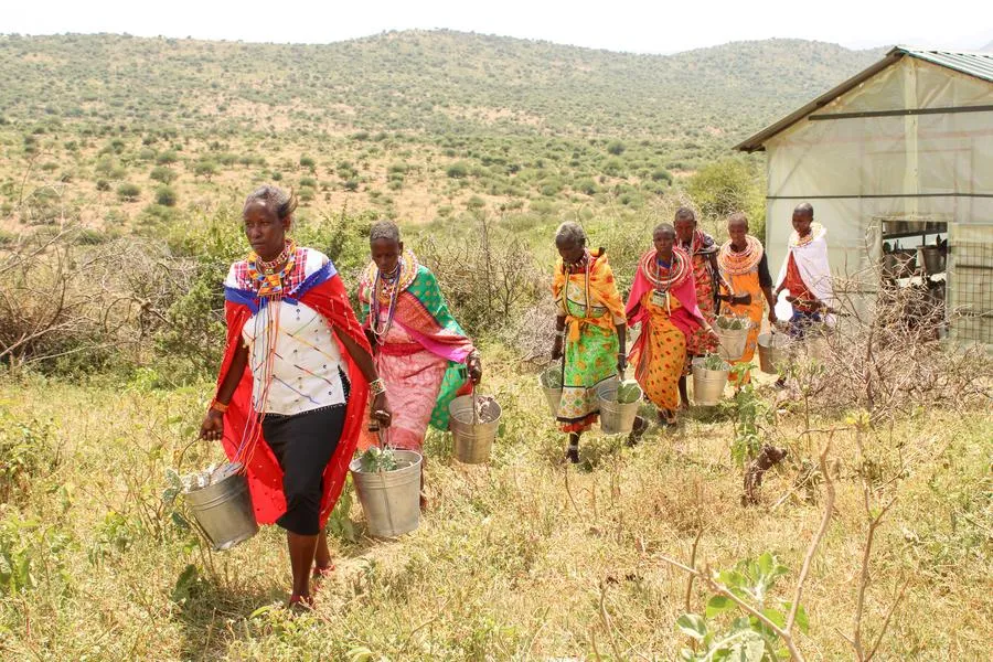 The Maasai assist in reforestation and conservation