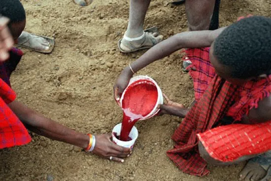 Drinking cow blood is normal with the Maasai