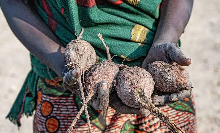 Wild tubers, a staple of the Hadza diet