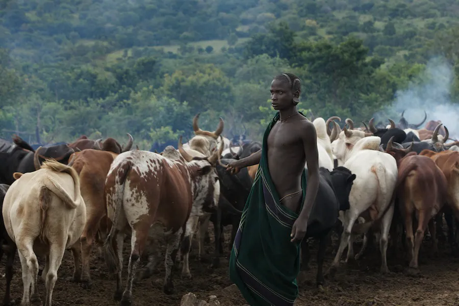 livestock in identity, livelihood, and social life in Ethiopia's Lower Omo Valley.