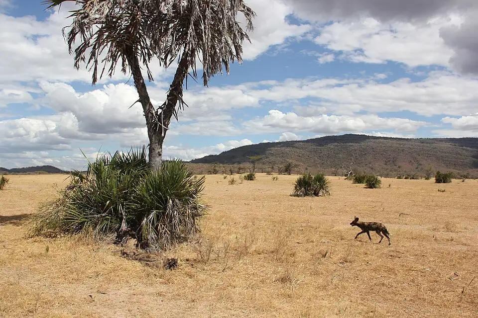 An African wild dog running through the Selous landscape